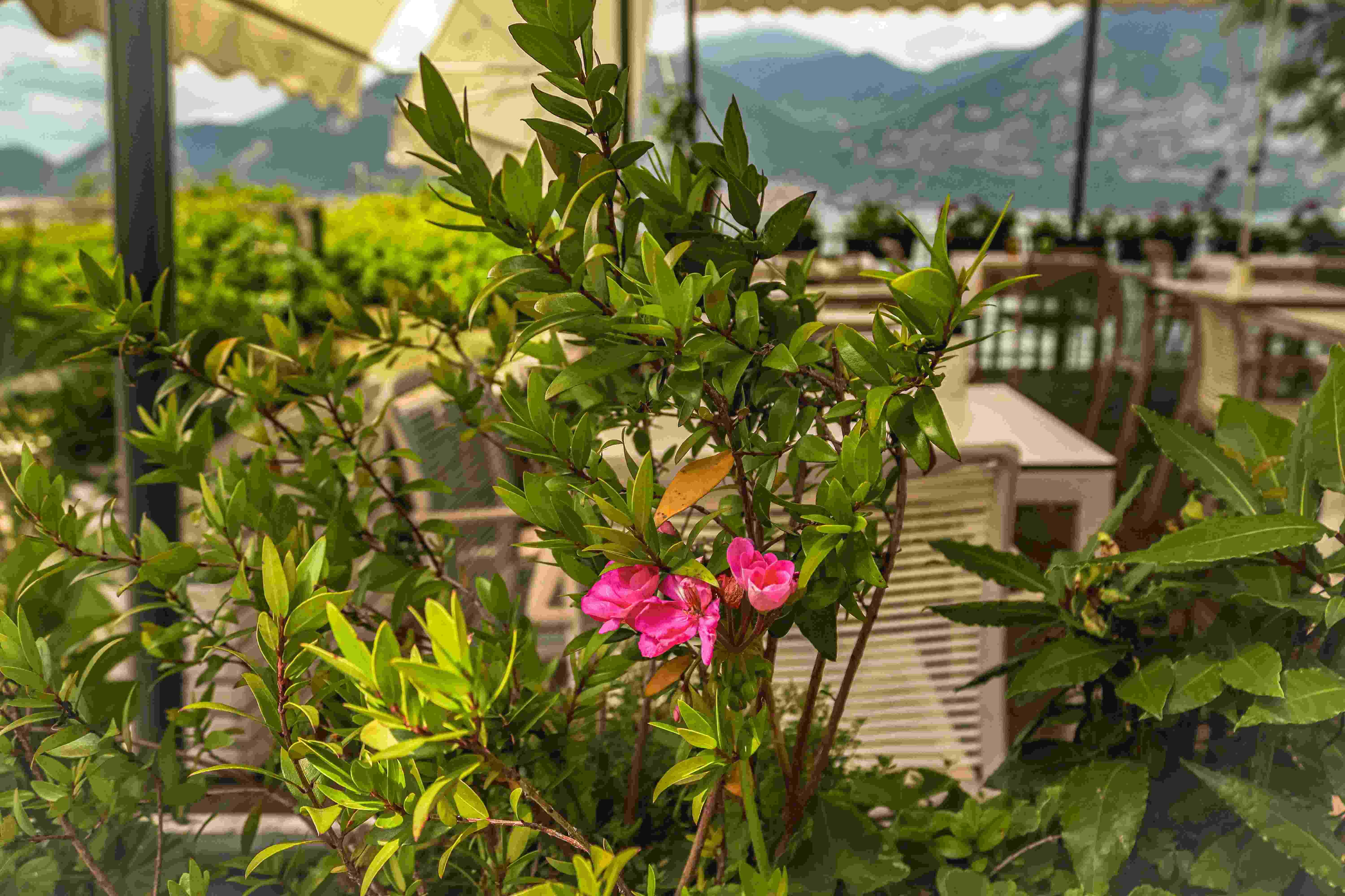 garden decking